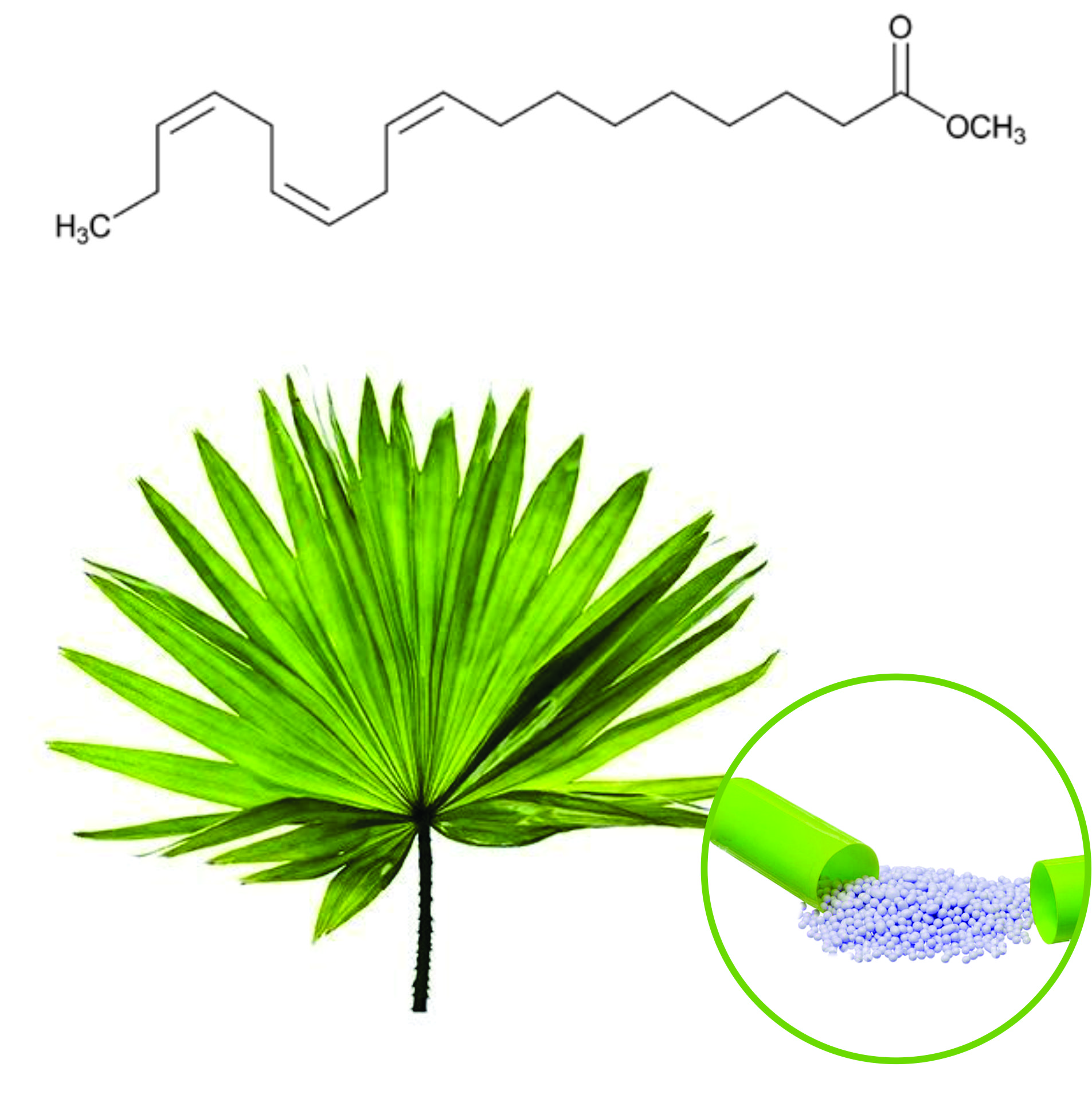 Saw Palmetto Extract Beadlets